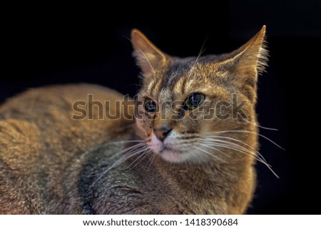 striped cat, portrait of a cat on a black background, cat face close, green eyes