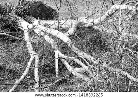 Close up of five big birch trees are downed in garden after strong tornado and wing storm. Disaster for insurance company in France Europe. Black and white picture