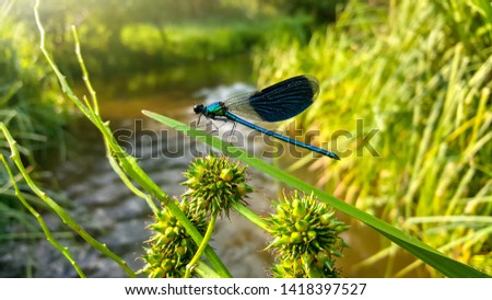 sunset dragonfly wildlife grass water river green beautifu macro summer grass wallpaper