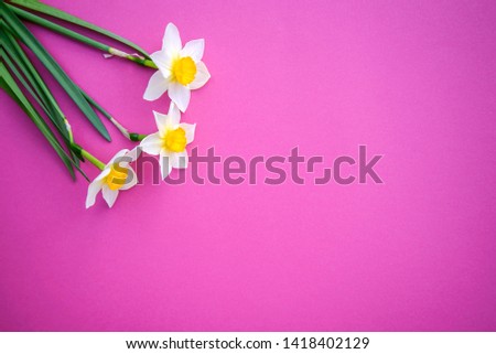 Beautiful three white with yellow daffodils on a bright pink background with copy space