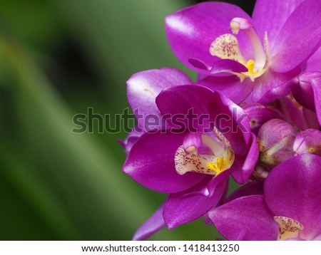 Macro photo of Ground orchid, Spathoglottis, Purple orchid. Closeup picture of violet flowers on a green background.