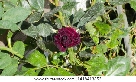 Rose among thorns. An English Rose
