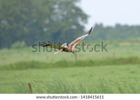 Western Marsh Harrier in the Netherlands.