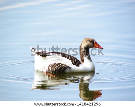 duck swimming in the lake in Campinas Sao Paulo