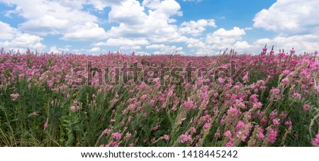 Blooming common sainfoin on the field