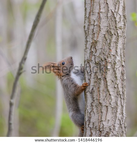 Young gray squirrel on a tree in the forest. Apatity, Murmansk region, Russia.