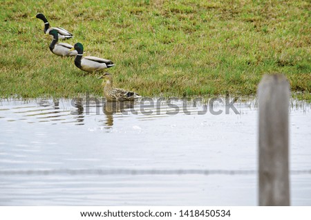 Group of Ducks Walking By Water in the Green Grass