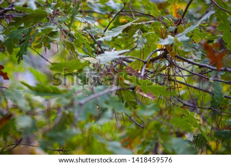 leaves on tree close up to natural branches scene