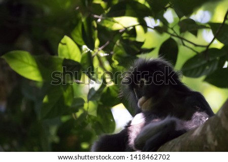 A leaf monkey stay on green tree and looking at someone