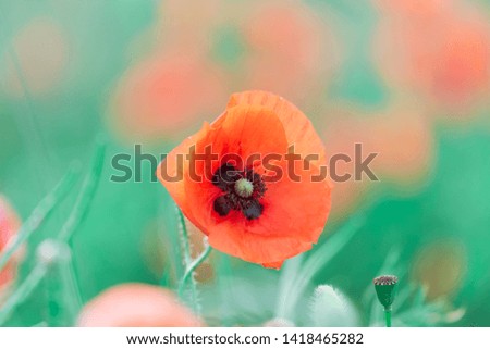 Meadow with poppy flowers in early summer. Cool nature background.