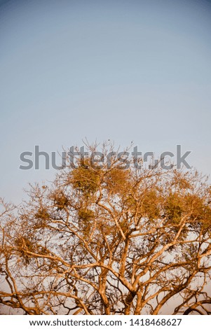 An old tree parts with sky background photo