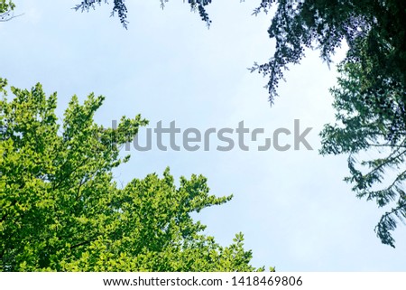 Wild forest tree background high quality