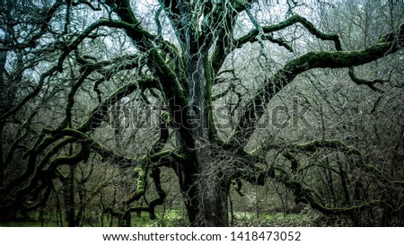 A somewhat unsettling yet beautiful picture of an ancient oak tree.