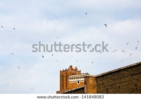 birds under ancient Palazzo del Grillo and Torre "Ex-Marchione De Grillis" in Rome, Italy