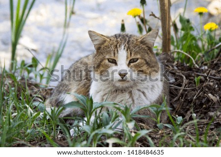 street cat in the grass