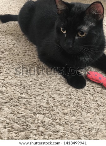 Black kitty cat on floor with toy