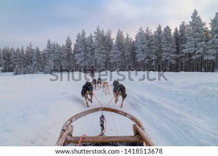 dog sledding in finland at sunrise