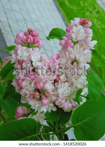 flowers of common lilac, Syringa vulgaris,