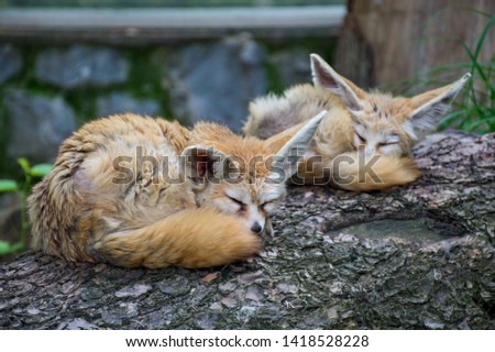 Two small foxes are asleep.