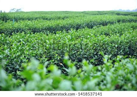Green tea fresh leaf extract Ready to harvest - Image