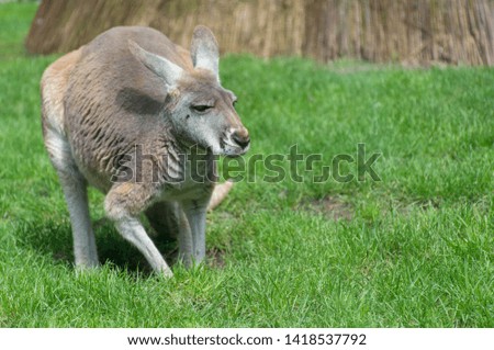 Kangaroo enjoys a nice day.