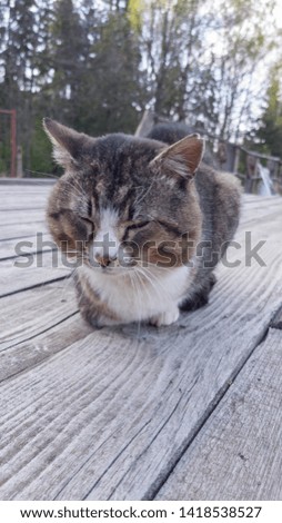 Gray tabby cat sleeps on gray boards