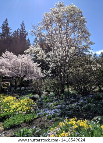 garden cherry blossom tree flowers