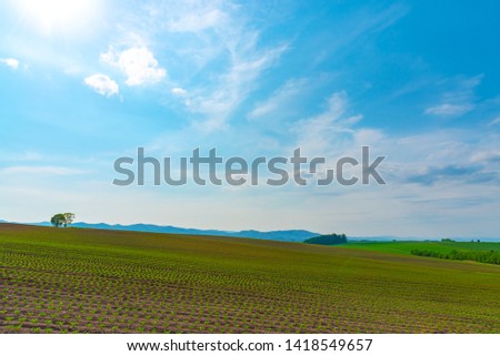 Farmland, Isolated Trees on hill with blue sky background in sunny day. Nature Landscape.