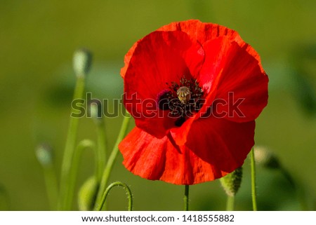 close up of one red poppy flower blooming under the sun with blurry green background in the garden Royalty-Free Stock Photo #1418555882