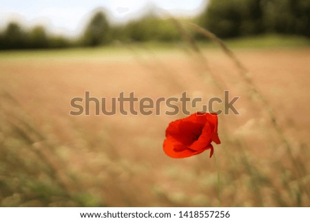 Poppy growing in a grass field