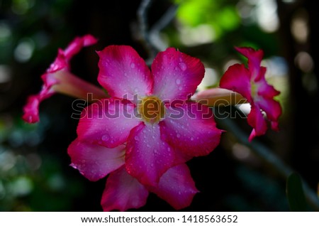 Frangipani flowers or kamboja flowers with bokeh or blurred background
