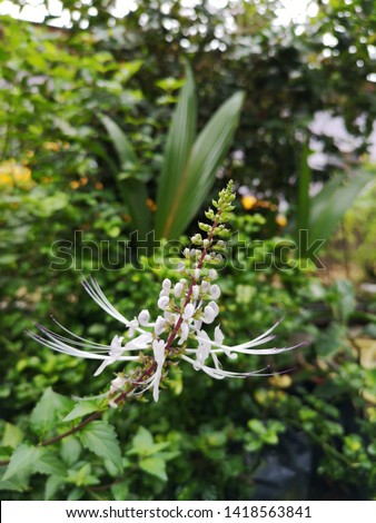 Orthosiphon stamineus is a herb that is widely grown in tropical areas. It is also known as Orthosiphon aristatus. Selective focus, shallow depth of field