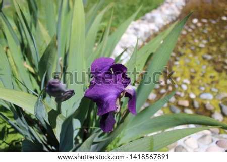 Bright purple iris flower on a background of green foliage and stone walkway on a sunny warm day