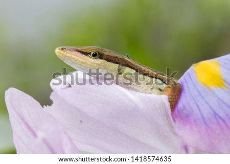 Asian grass lizard, six-striped long-tailed lizard, or long-tailed grass lizard (Takydromus sexlineatus)