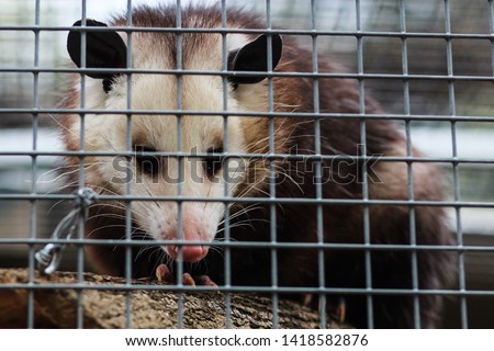 A possum inside of a cage.