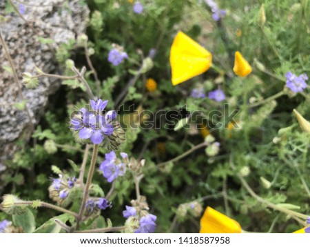 blue and yellow wild flowers 0501