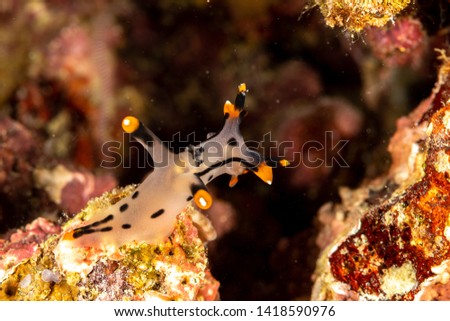 Painted Thecacera, Thecacera picta is a species of sea slug, a nudibranch, a shell-less marine gastropod mollusk in the family Polyceridae