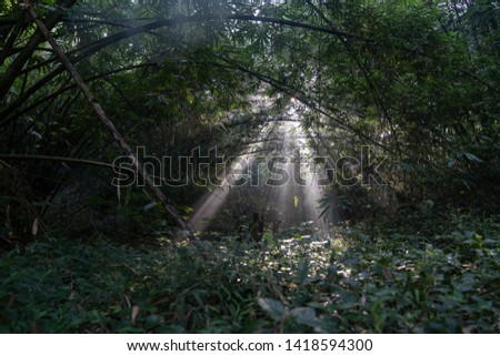 sunlight sunlight penetrates trees in the forest Royalty-Free Stock Photo #1418594300