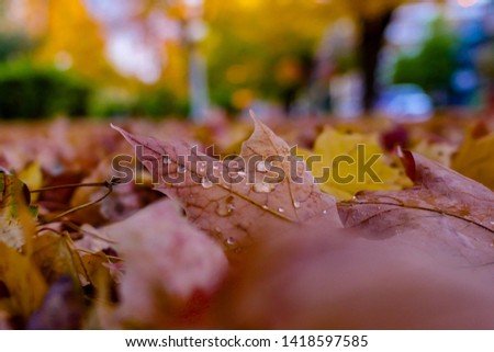 Colourful fall/autumn leaves with raindrops