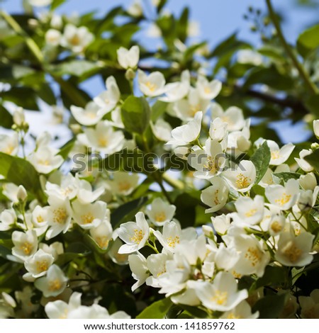 Beautiful fresh jasmine flowers in the garden