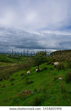 Aka Speckled Mountain,Carrowkeel, Co. Sligo, Ireland