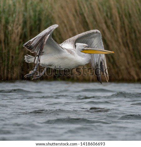 Isolated close up of a flying beatiful white pelican in the wild- Danube Delta Romania