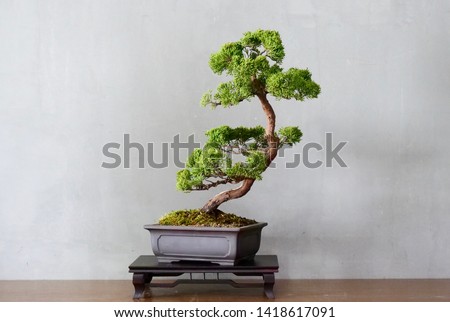 Slanting style of bonsai show Royalty-Free Stock Photo #1418617091
