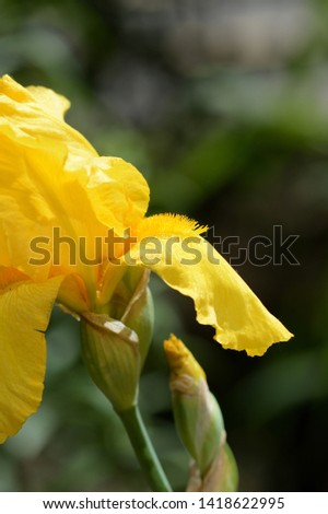 Bright yellow iris flower in the summer garden close up