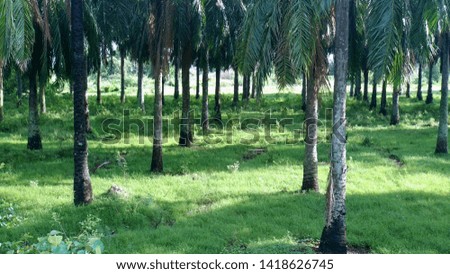 view of palm oil plantation farm at morning