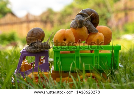 A series of photos "One day in the life of snails" Snails ride on a toy truck from the harvest of apricots.