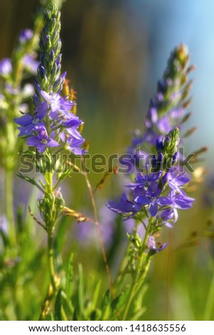Purple wild flowers closeup outdoors. Spring sunny background.