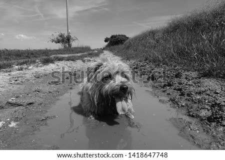             Dirty dog cooling down in a muddy puddle                   