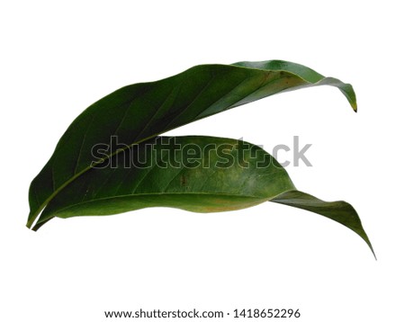 Green leaf on white background. Tree with green leaves. The name of the plant is Magnolia champaca.