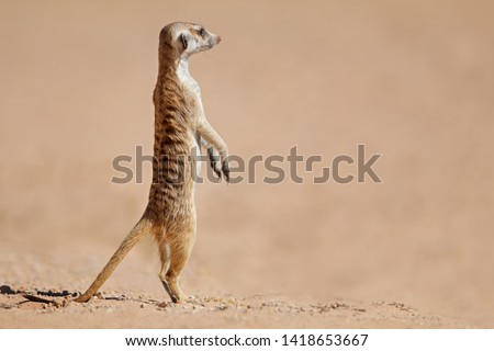 Alert meerkat (Suricata suricatta) standing on guard, Kalahari desert, South Africa
